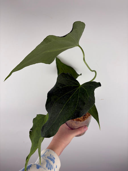Anthurium delta force D2