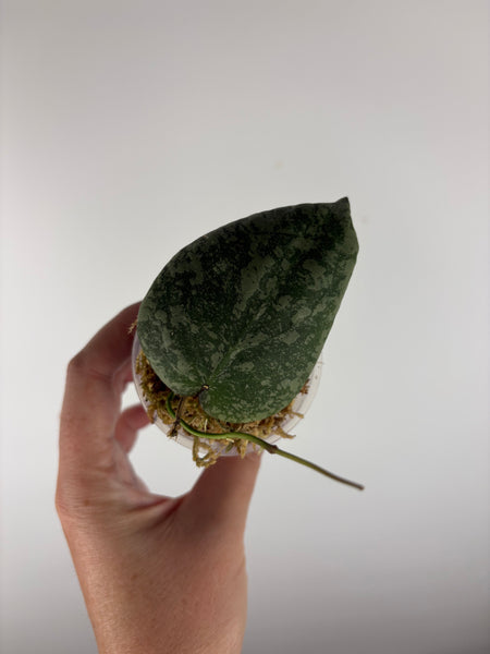 Hoya purpureofusca x imbricata