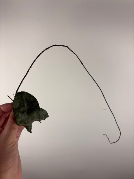 hoya caudata sparkling snow cutting