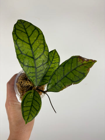 hoya callistophylla vena 3