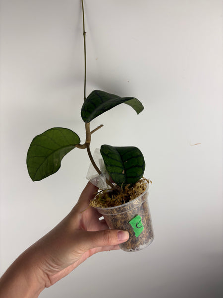 hoya callistophylla obsidian C