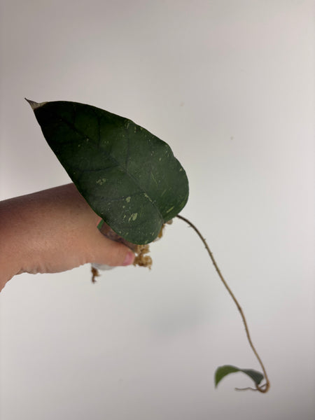 hoya Sp aceh gayo lues B