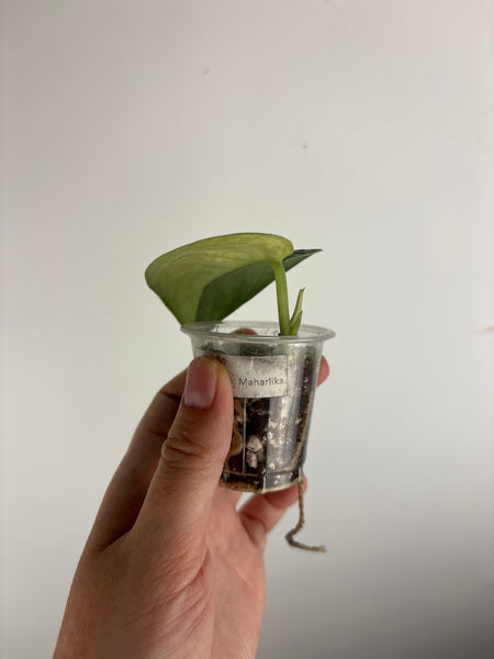 scindapsus maharlika