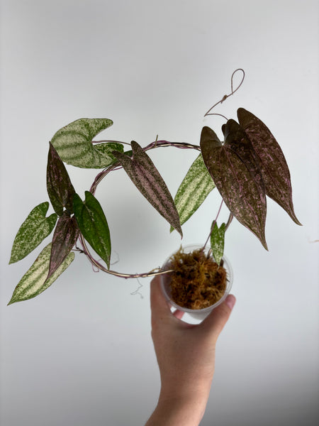 Dioscorea Garrettii pixel (Thailand)