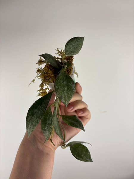 hoya lacunosa nirwana B