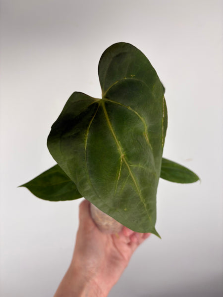 Anthurium Goliath B