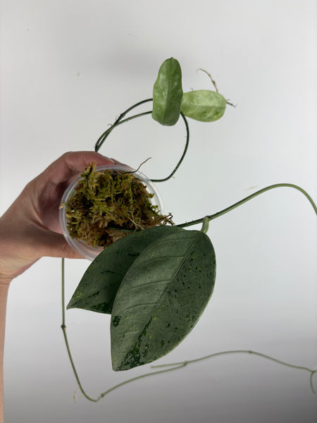 hoya coriacea silver 6