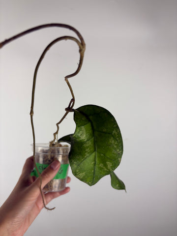 Hoya Clemensiorum Borneo splash 6