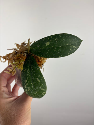 Hoya vitellinoides sp bengkulu 5
