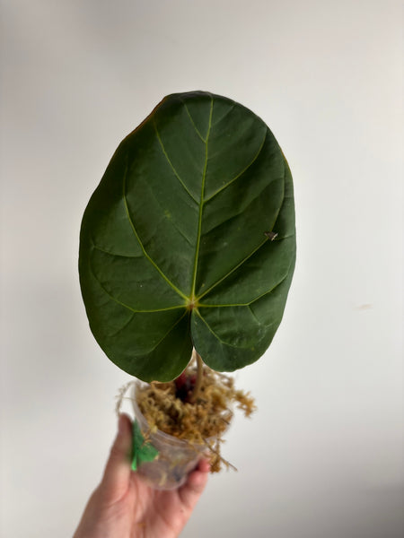 Anthurium Bvit x rvdp B2