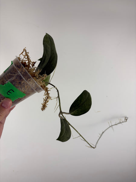 hoya menak sopal silver E