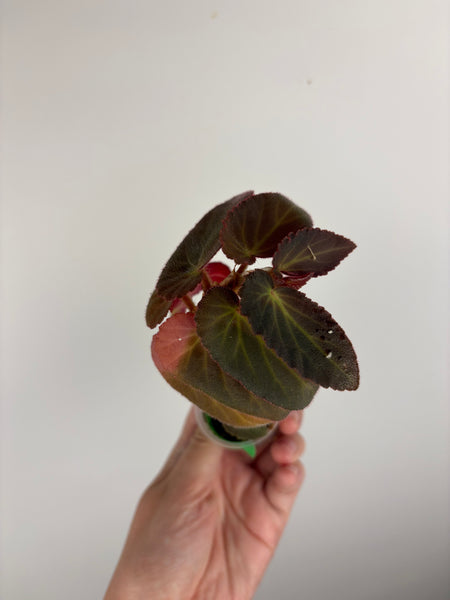 Begonia Withlacoochee variegated reverted C