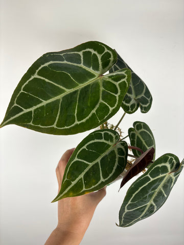 Anthurium black crystallinum 3