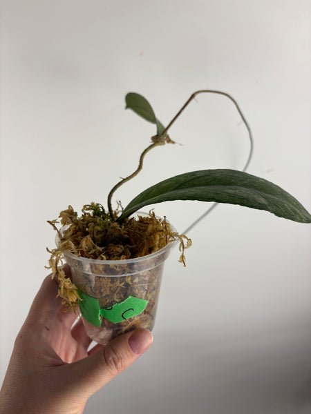 Hoya Tanggamus high splash C