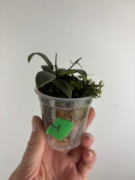 Hoya sp. Kalimantan ('Mini Coin' silver) 4