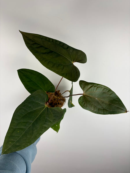 Anthurium papillilaminum x red dark phoenix B