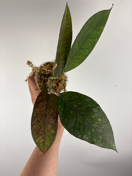 hoya Sp aceh new C