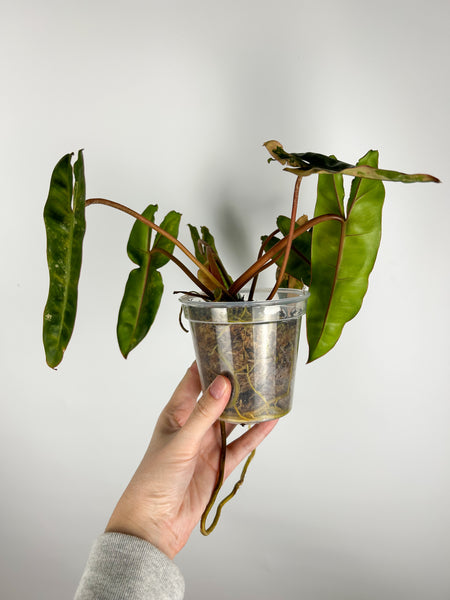 Philodendron billietiae variegated A