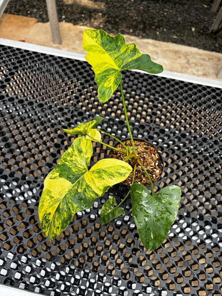 philodendron williamsii variegated unacclimated