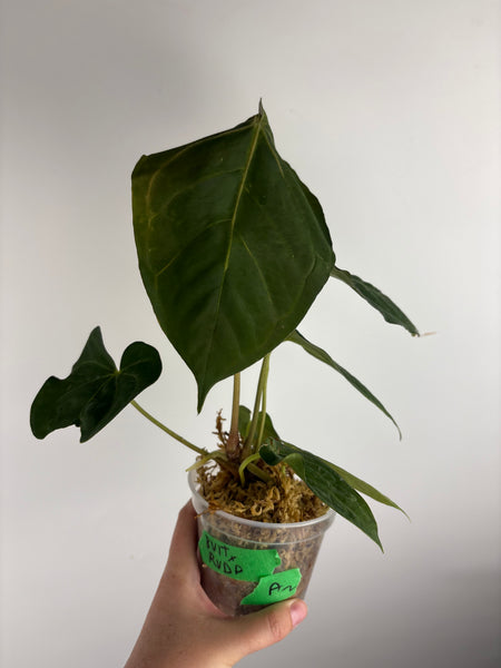 Anthurium Bvit x rvdp A2