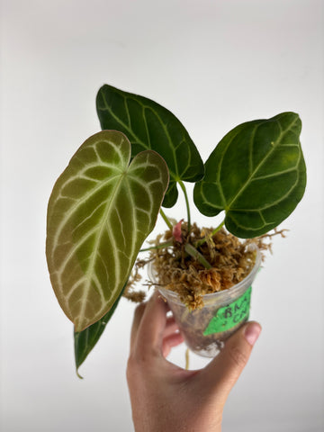 Anthurium blue papi x crystallinum 5