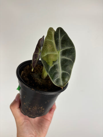Alocasia Watsoniana variegated F