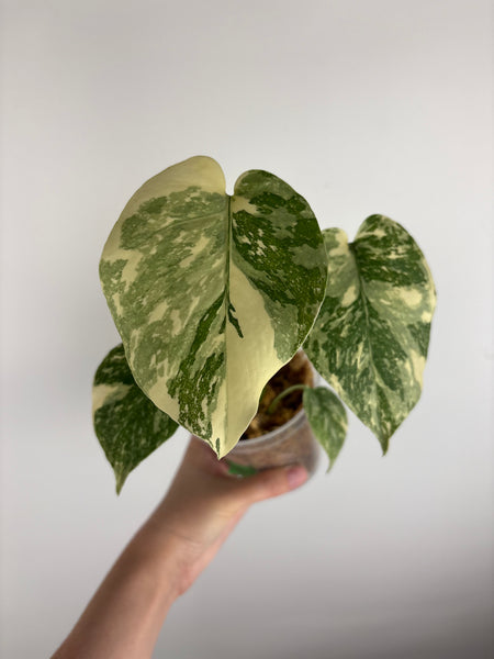 Monstera white snow B