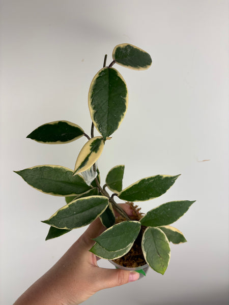 Hoya flamingo dream G