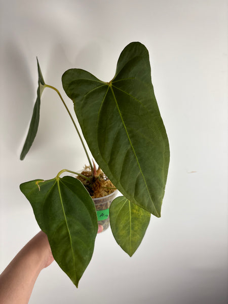 Anthurium bvit x blue papillilaminum A2