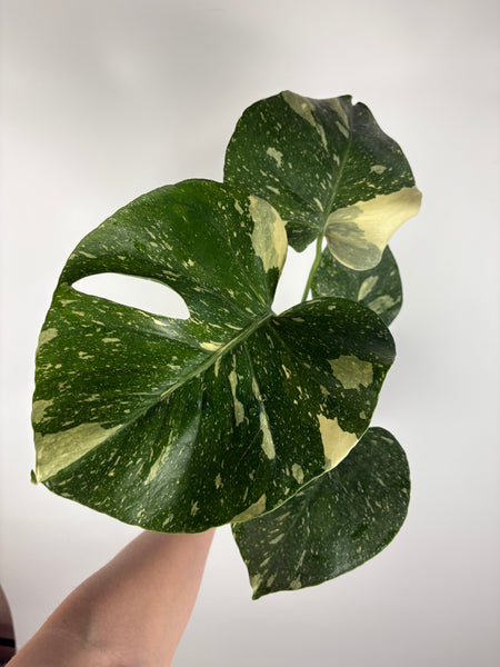 Monstera Thai constellation 6 inch B