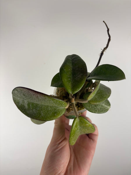 Hoya nova ghost as is