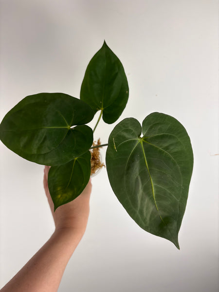 Anthurium Goliath D2
