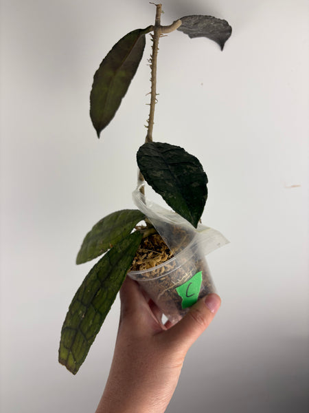 hoya clemensiorum crocodile C