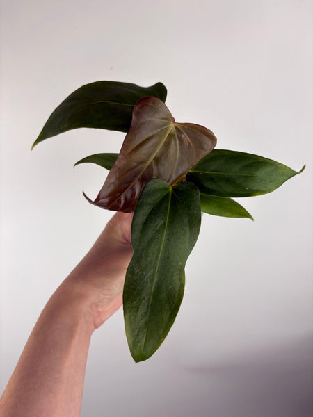 Anthurium Black sweet x blue pap