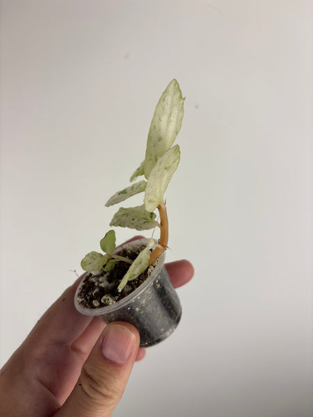Begonia Pellionia Repens Variegated