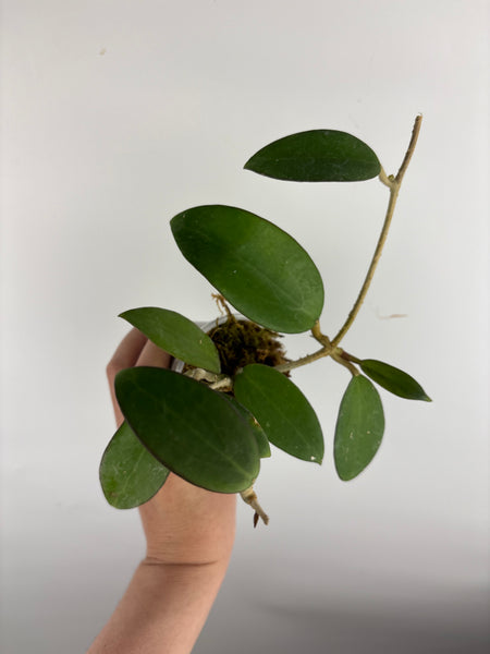 hoya haiphong