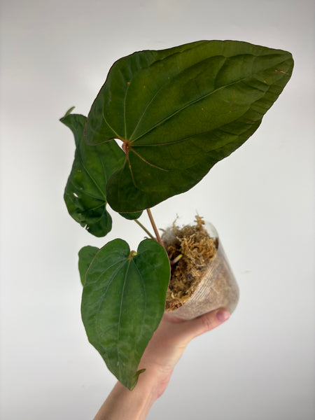 Anthurium magnificum x red dark phoenix