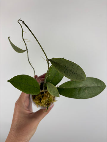 Hoya aff forbesii silver 5