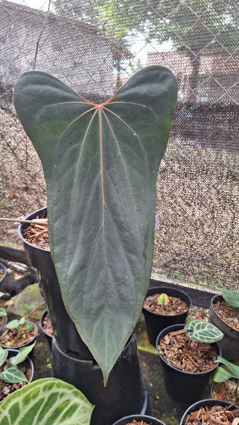 Anthurium king of spades x Fort Sherman seedlings - unacclimated
