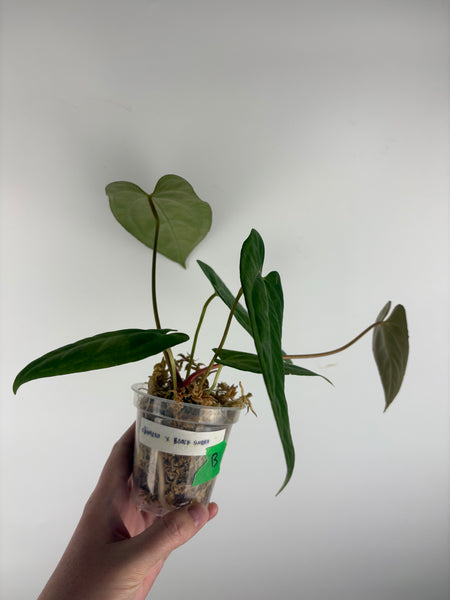 Anthurium Chimera x black sweet B