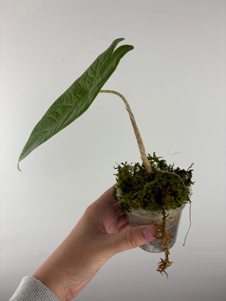 Alocasia green carpet sp Sulawesi