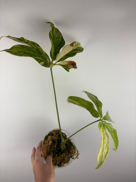 Anthurium clavigerum variegated
