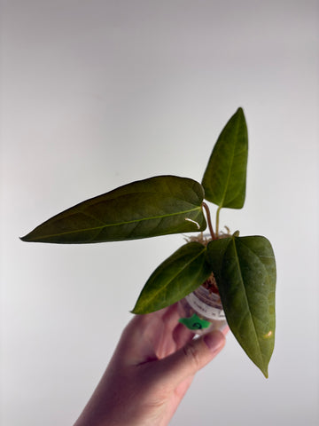 Anthurium Black sweet x panama A2