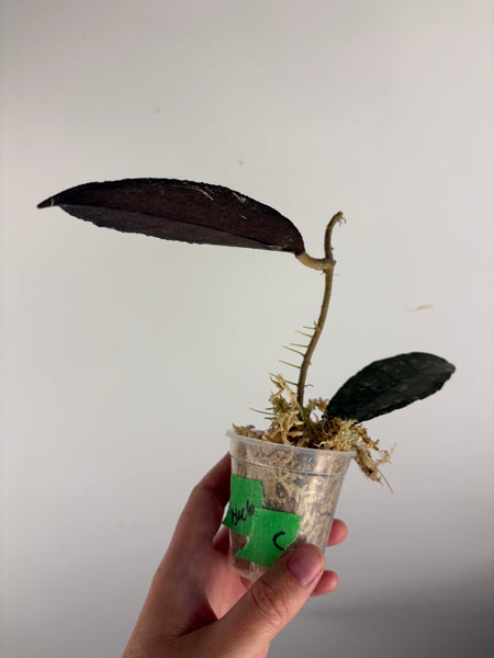 hoya clemensiorum black C