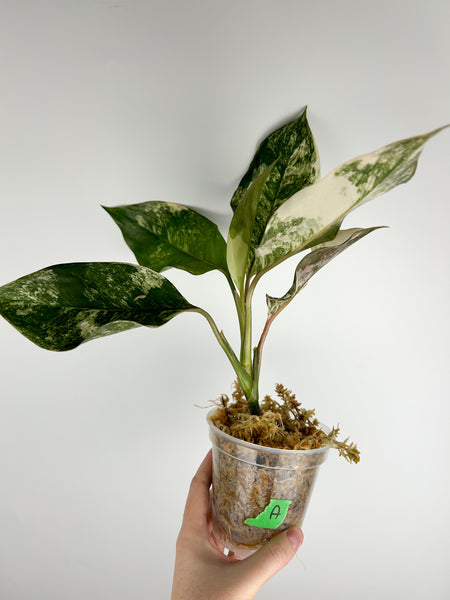 Aglaonema siam jade variegated A