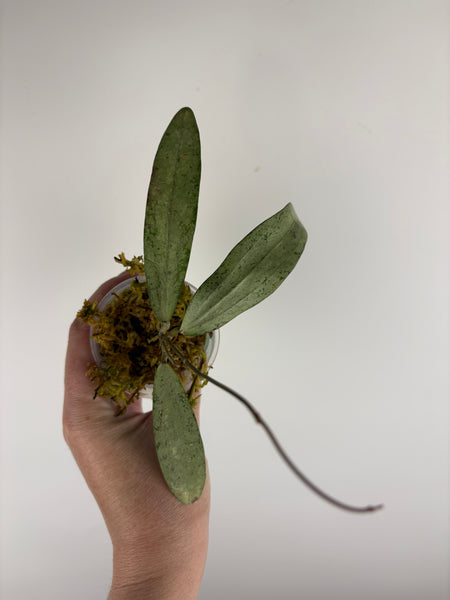Hoya bengkulu silver B