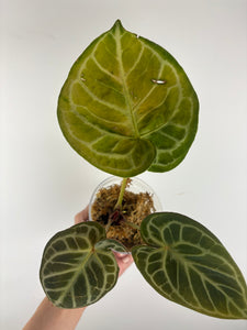 Anthurium red tiger 2 as is