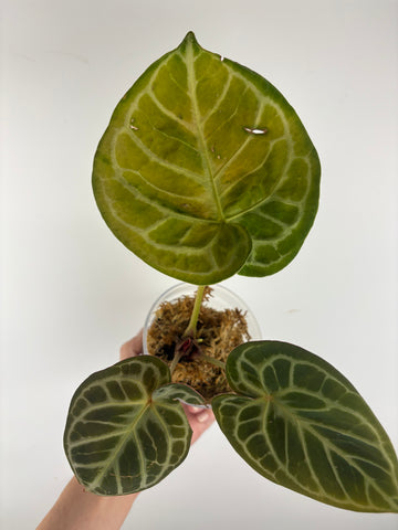 Anthurium red tiger 2 as is