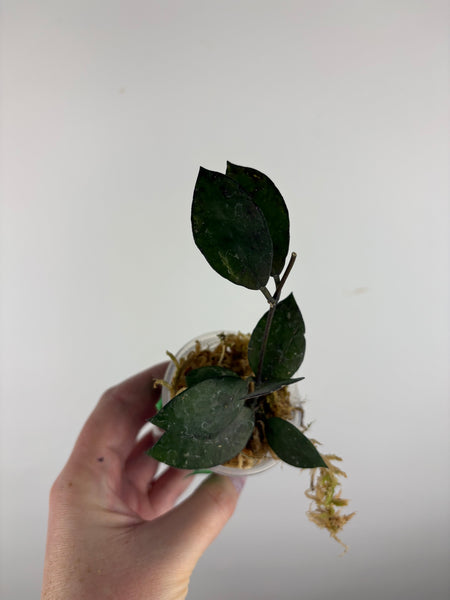 hoya lacunosa black coin D