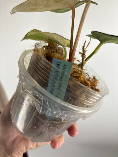 Anthurium FGT HB VRG(LA 04)
x Bvit x Dark Phoenix (Thailand)